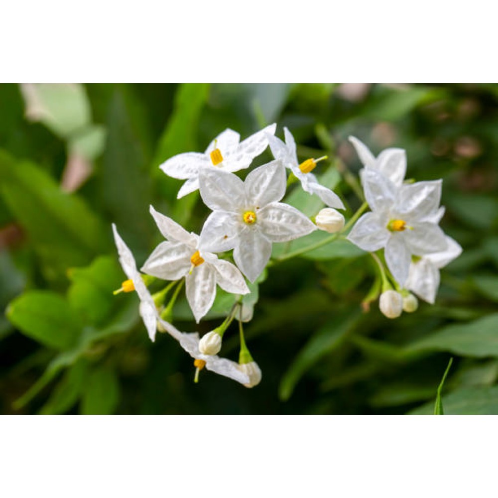 Σολάνουμ jasminoides