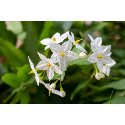 Σολάνουμ jasminoides