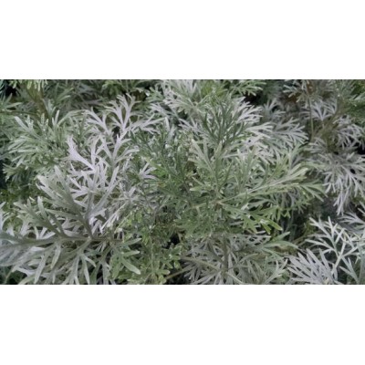 Αρτεμισία
